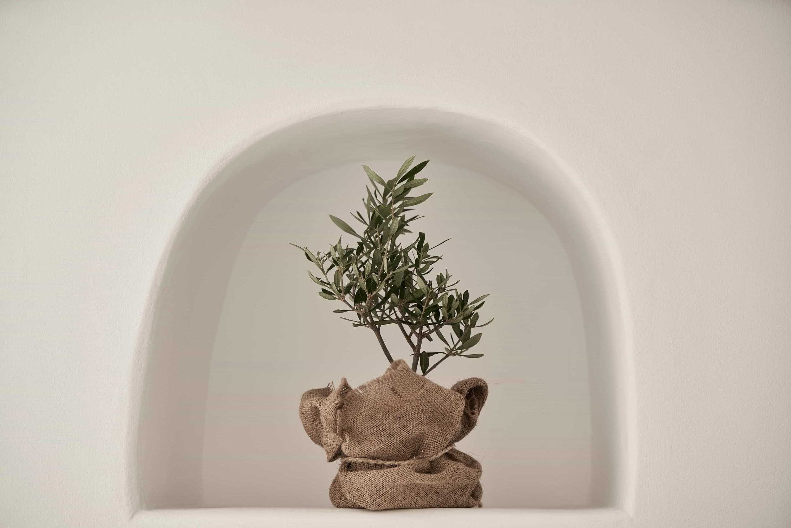 Potted olive tree in an arched whitewashed wall niche